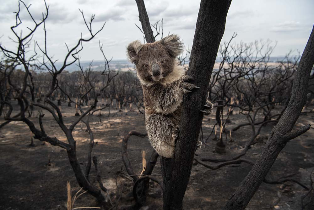 bushfire-aftermath-on-kangaroo-island